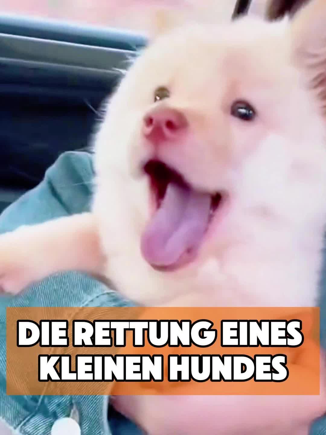 @toto_tier