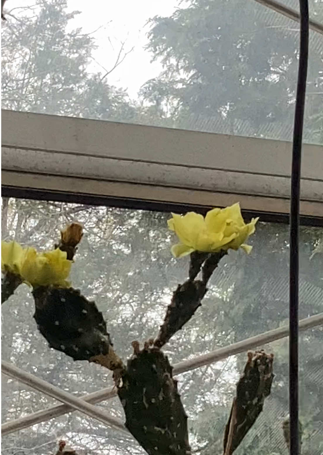 @bsu greenhouse