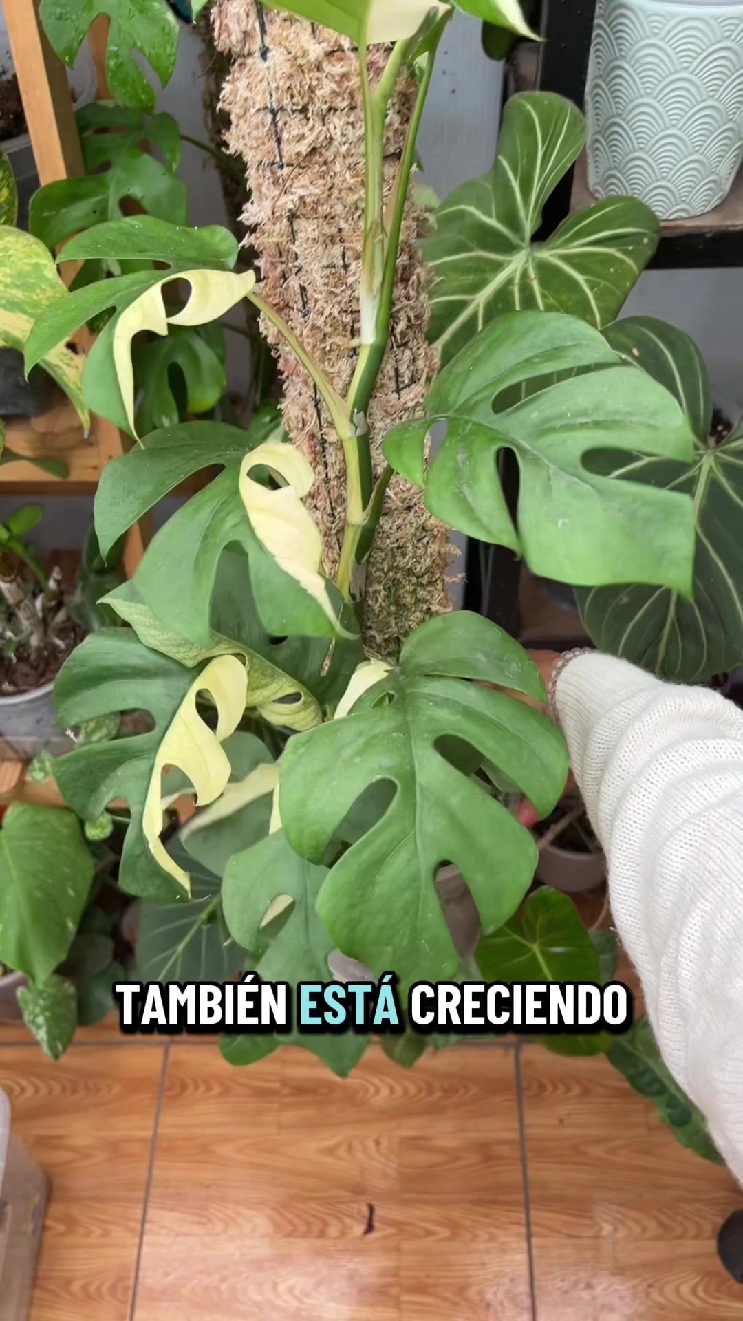 @arianacarrascolopez