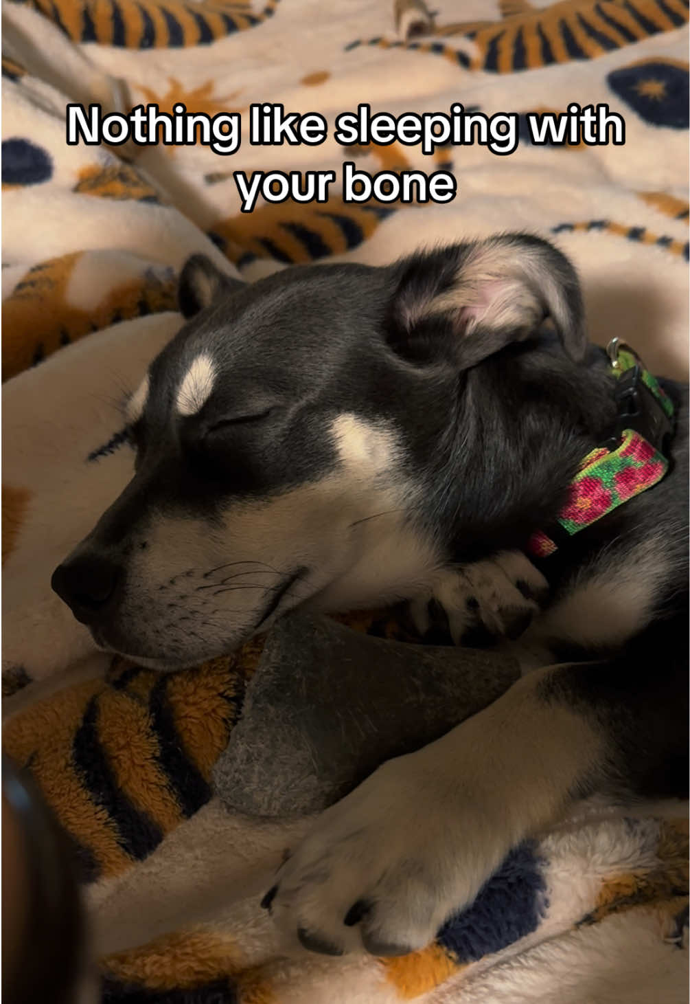 @Jordan & Amos 🐾