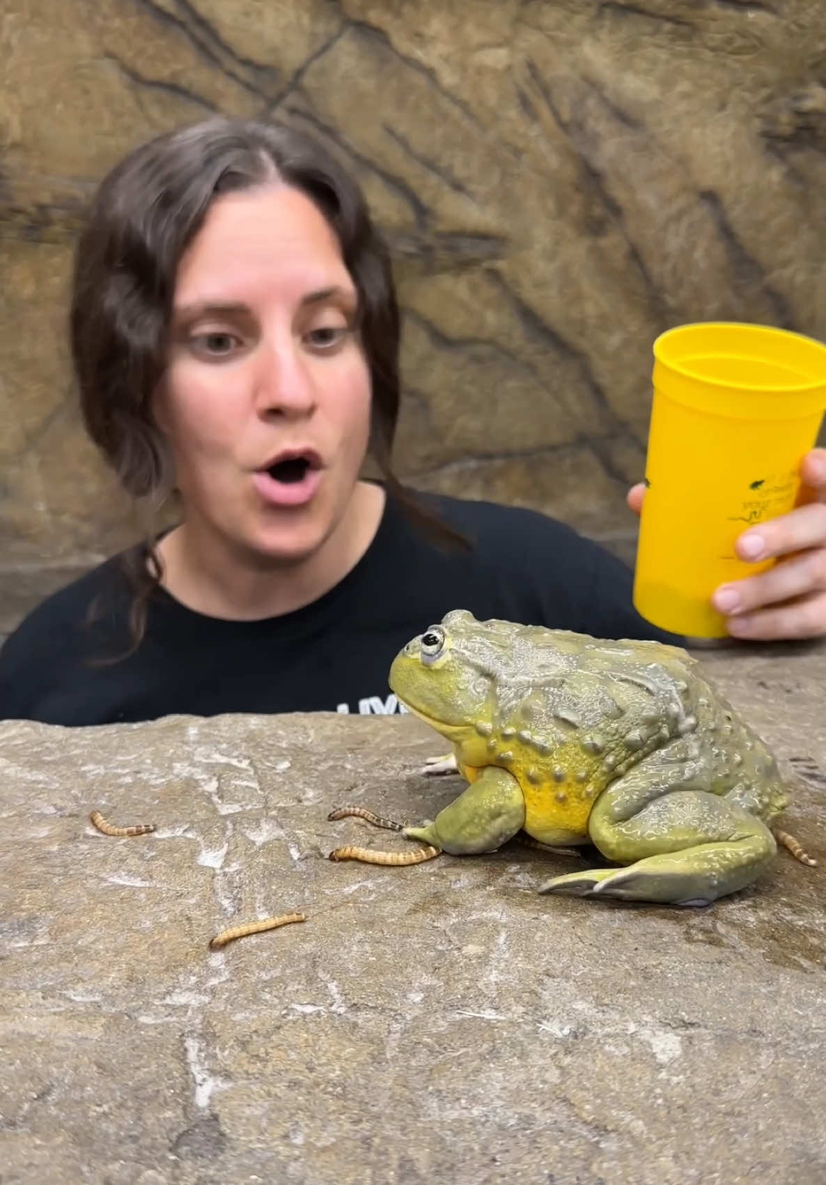 @The Reptile Zoo