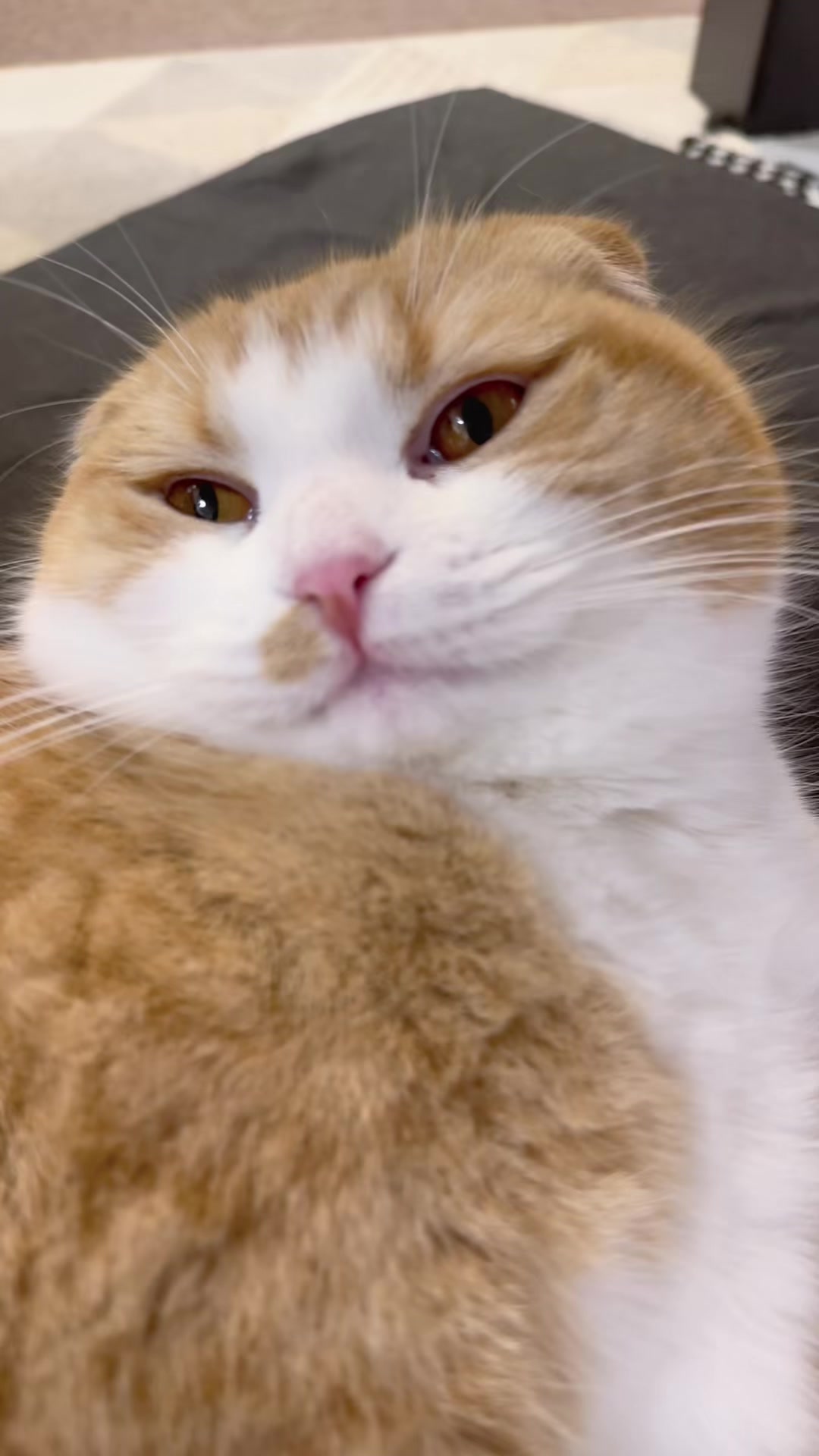 @マロン