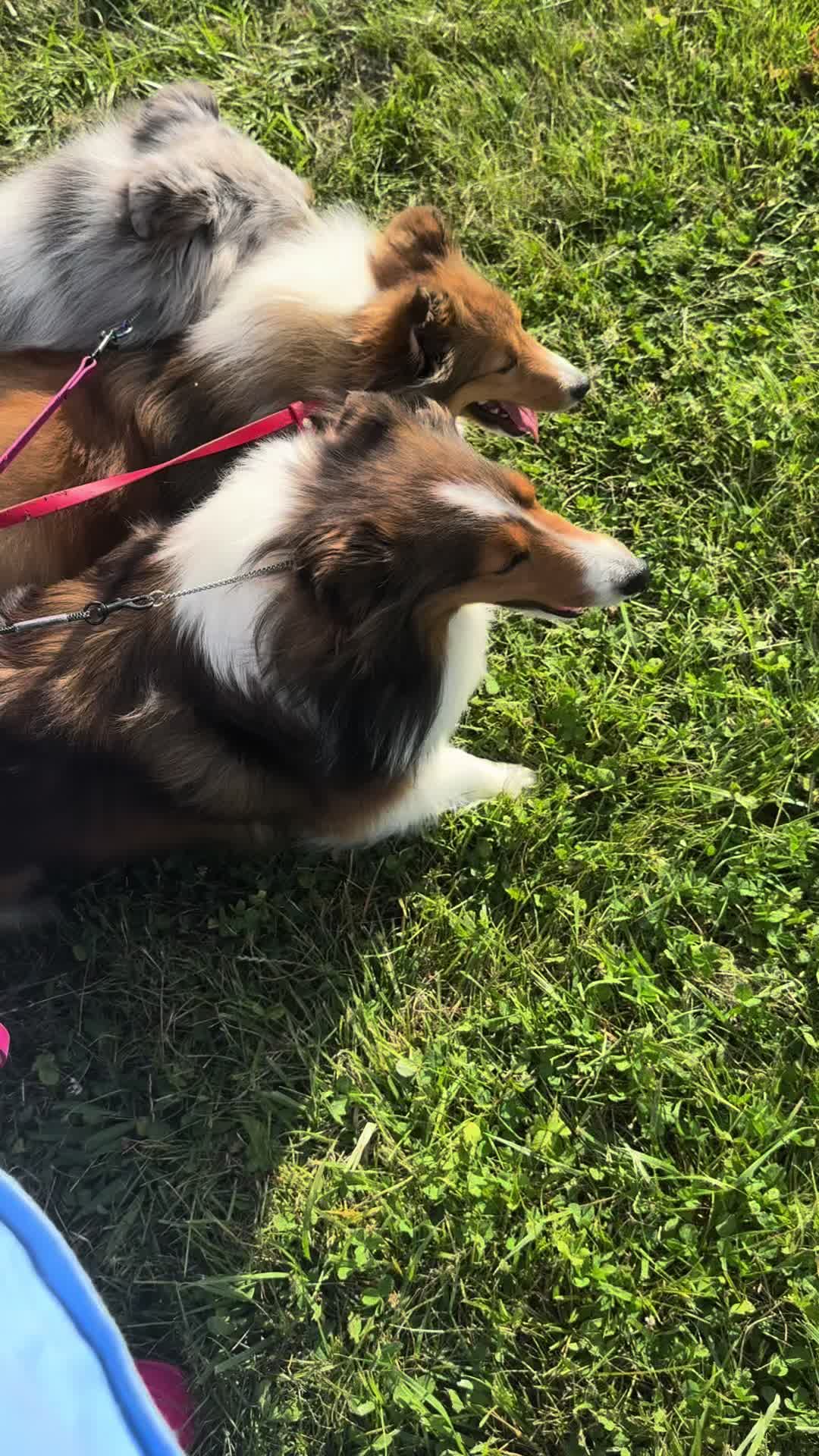 @Heather Discovery Canine Adv.