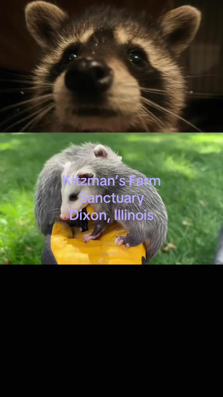 @Kitzman&rsquo;s Farm Sanctuary