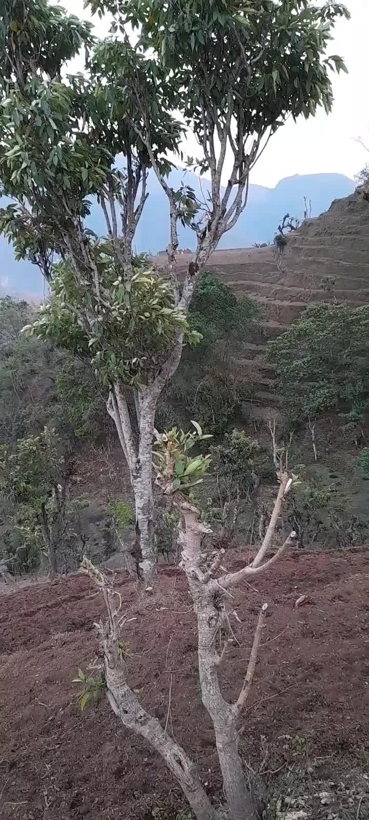 @ज्ञानु मगर