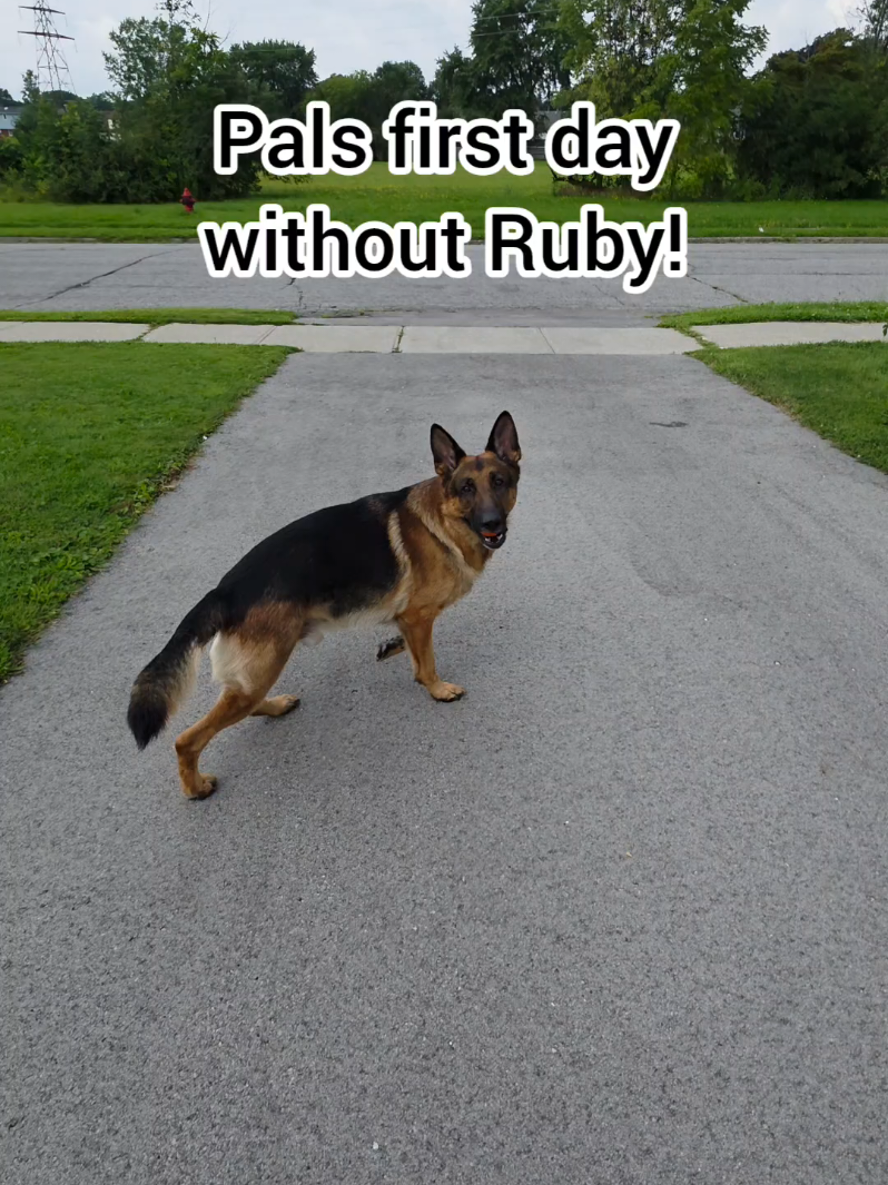 @BuddyandMikes Pal