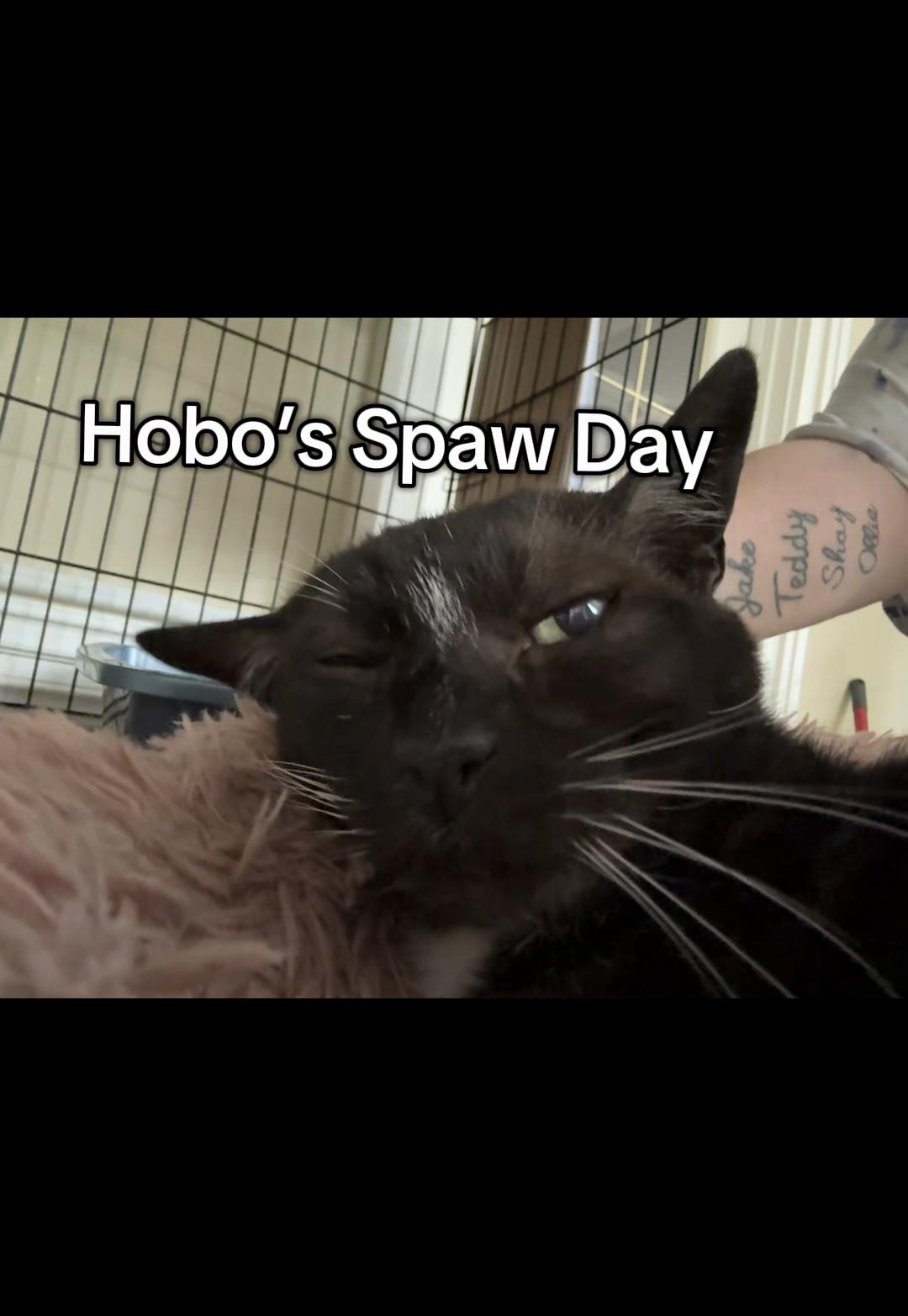 @North Toronto Cat Rescue