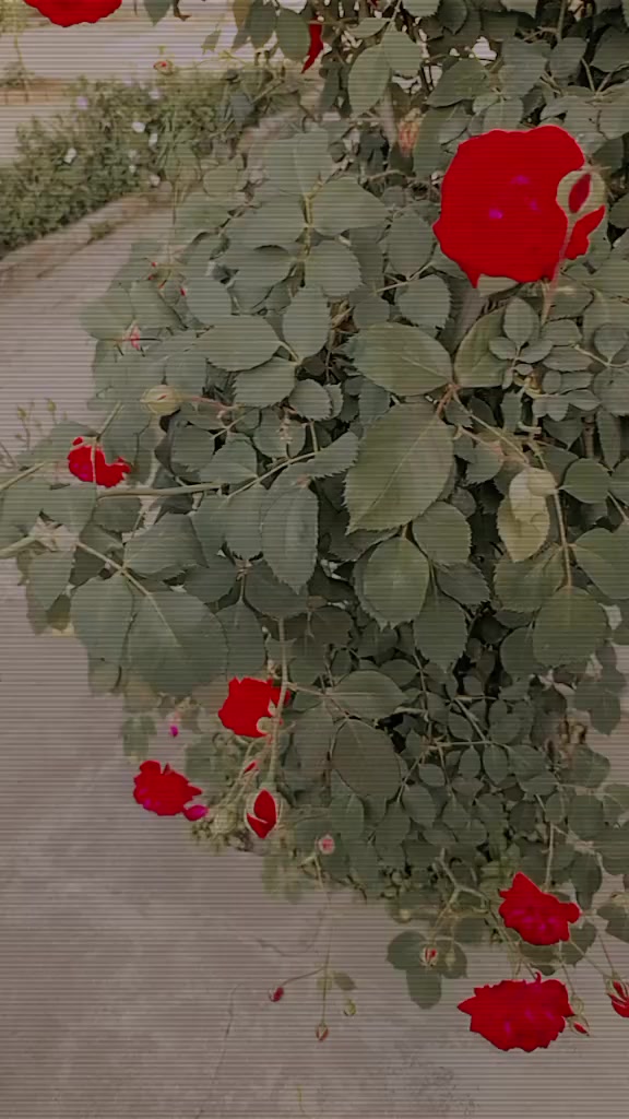 @@Misbahsvoice