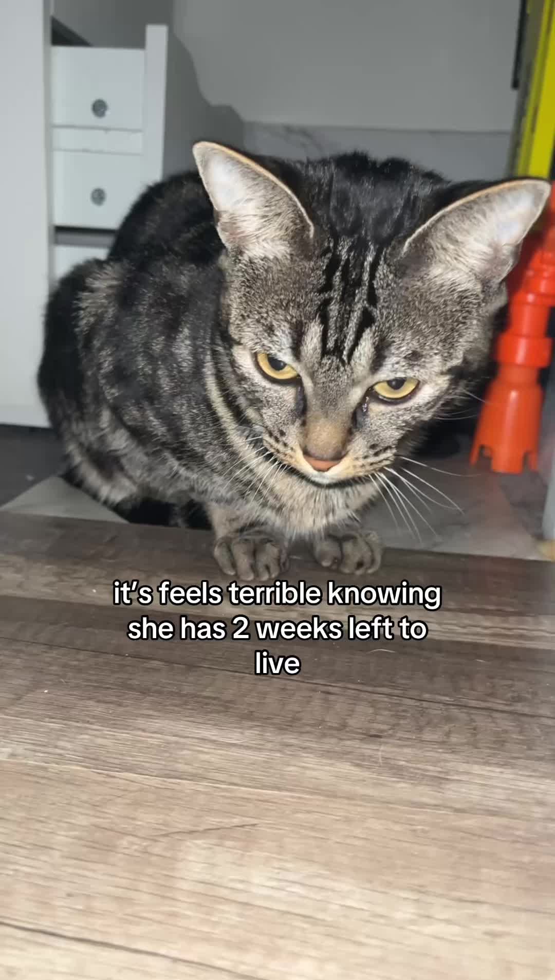 @Olivia