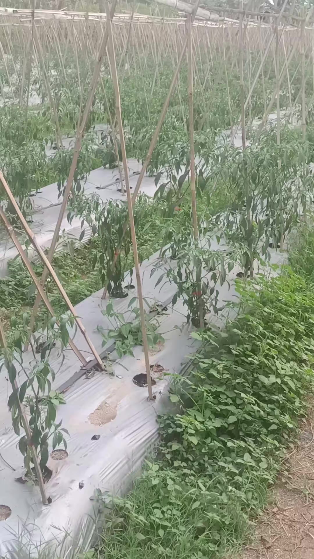 @Istri tani🌱🌶️🥒🫘