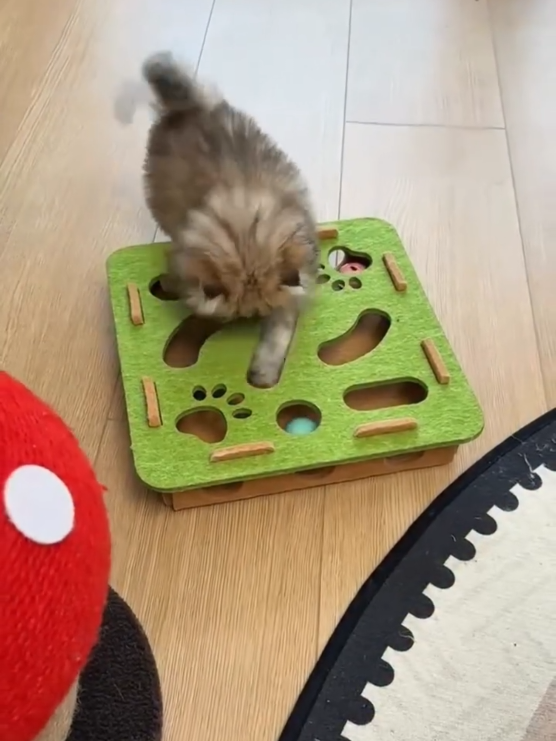 @Chonky World Of Cats