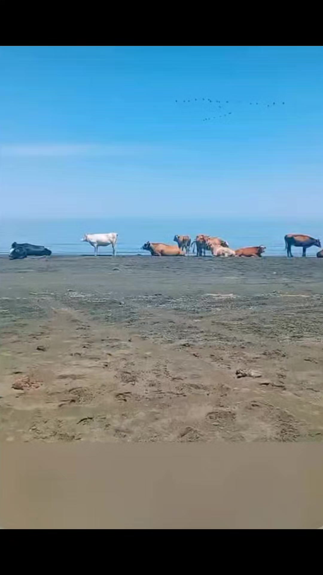 @DEATH🦂 S1M🐺N W🐺LF