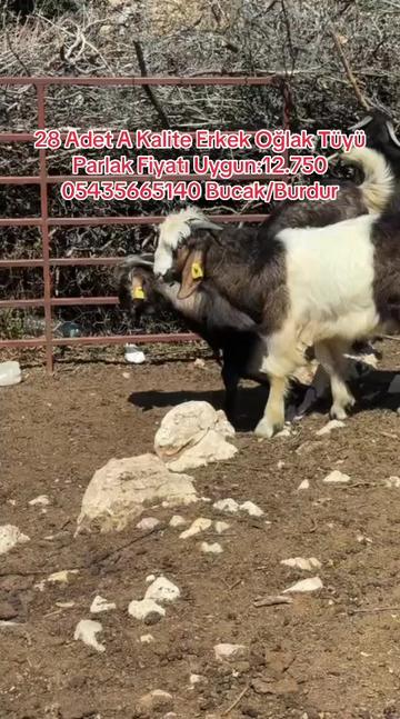 @gokhan_sngl