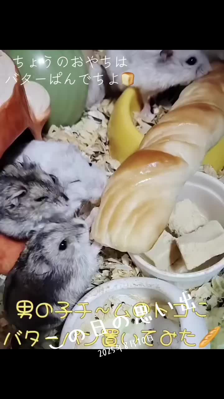 @big mama 🐹🐕