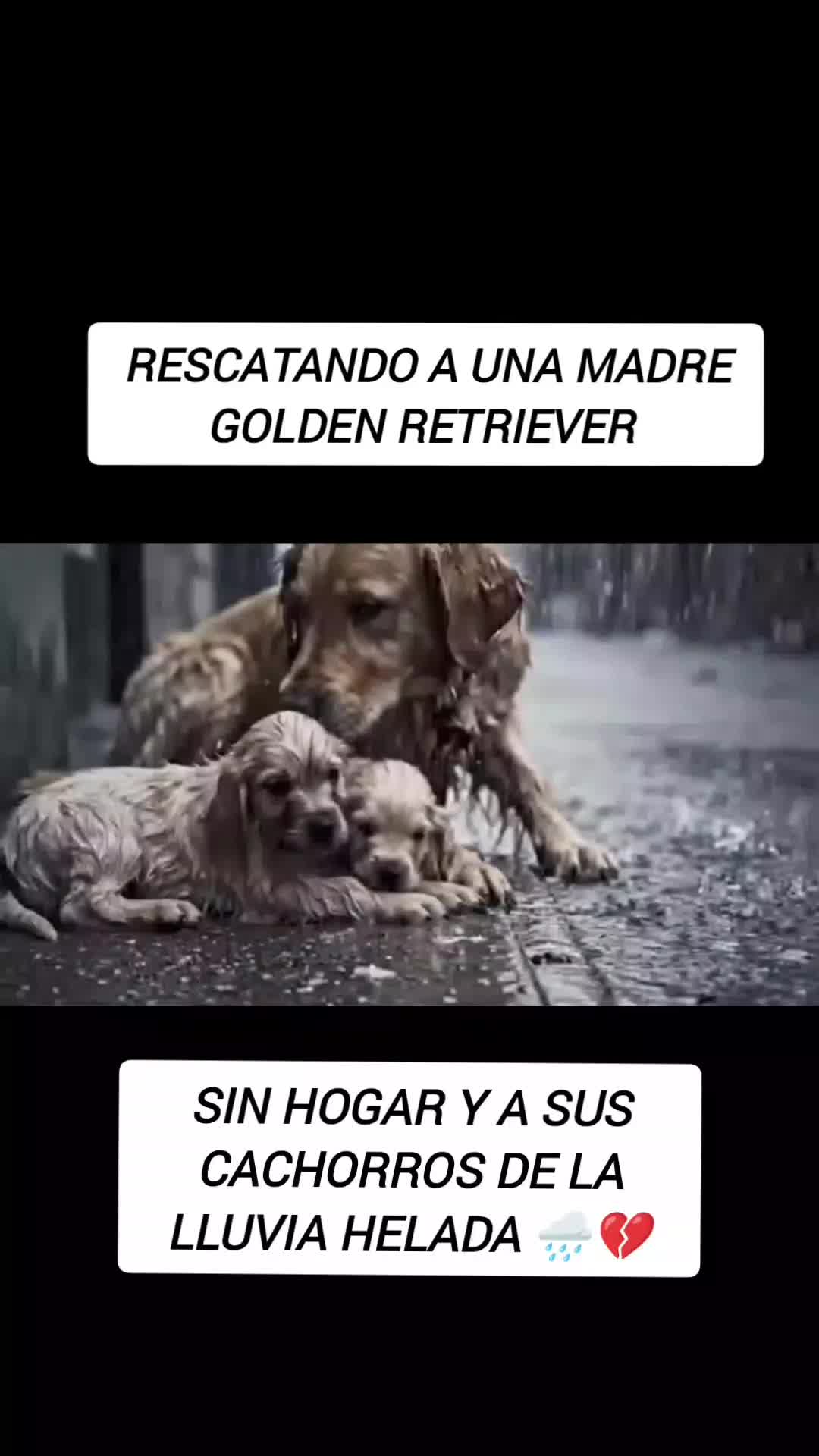 @RESCATANDO_HUELLITAS🐾🐾🐾