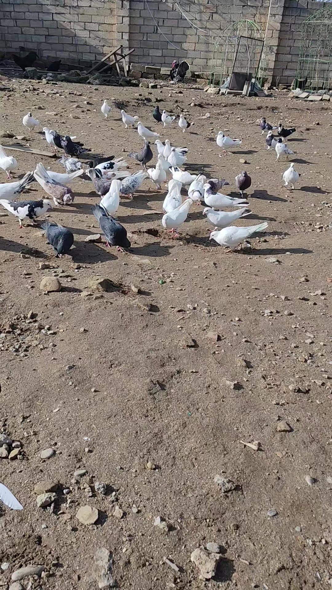 @𖤓𝐍𝐔𝐑𝐋𝐀𝐍𖤓&sup3;&sup3;