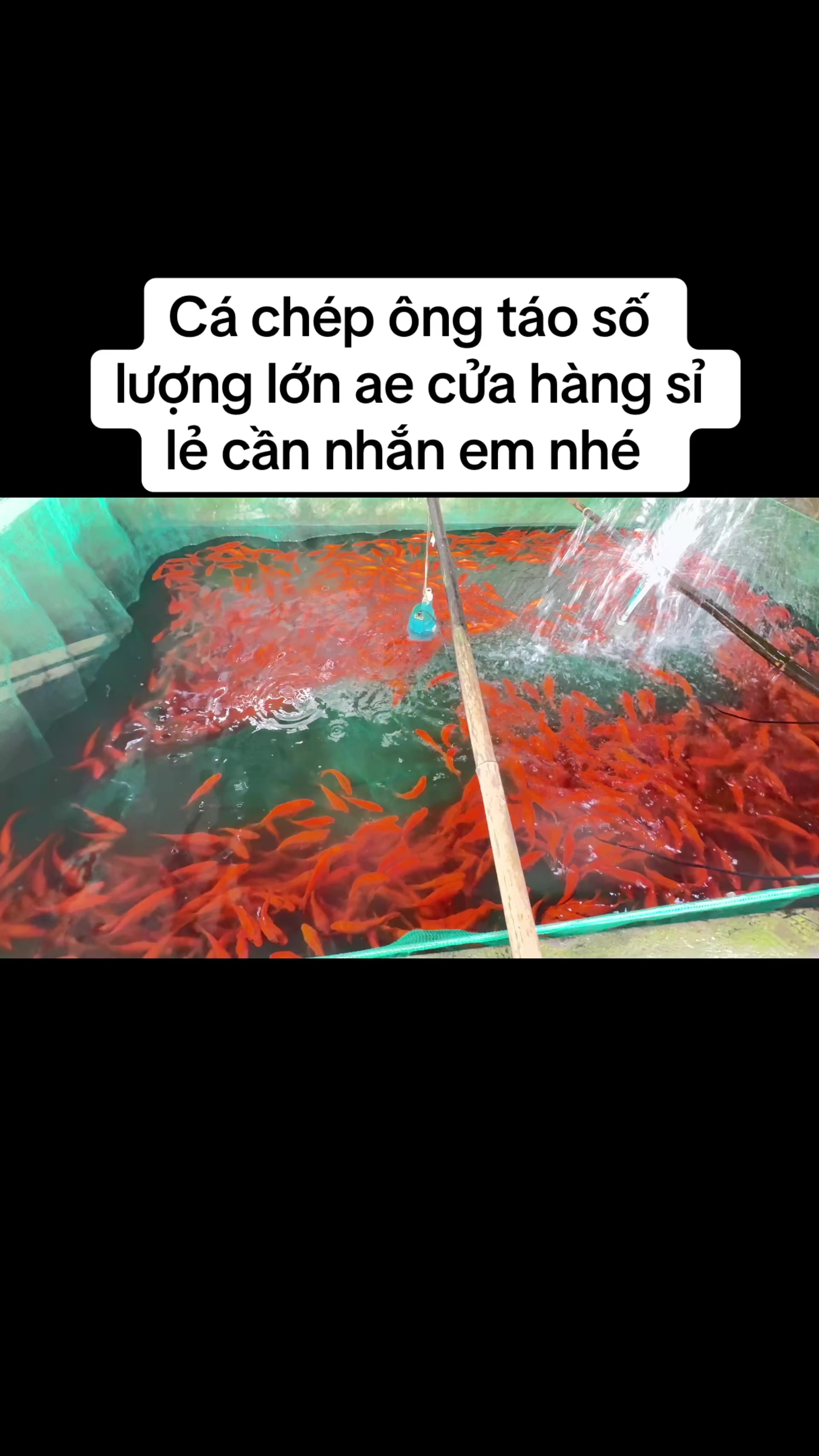 @Phát Đạt Bán Cá 😎🐠🦈