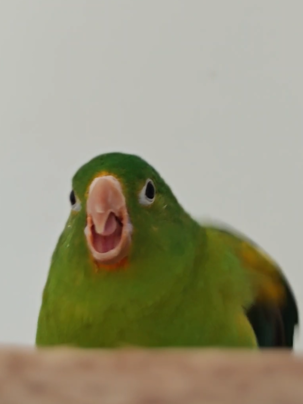 @Pohli