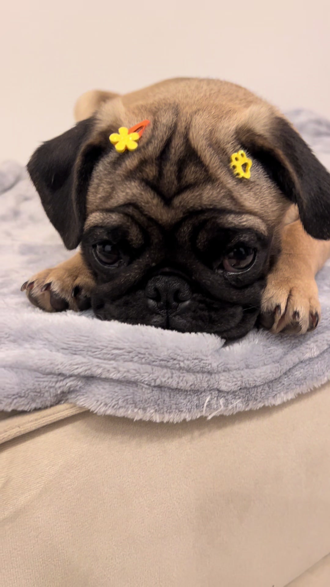 @pugSofyHarry