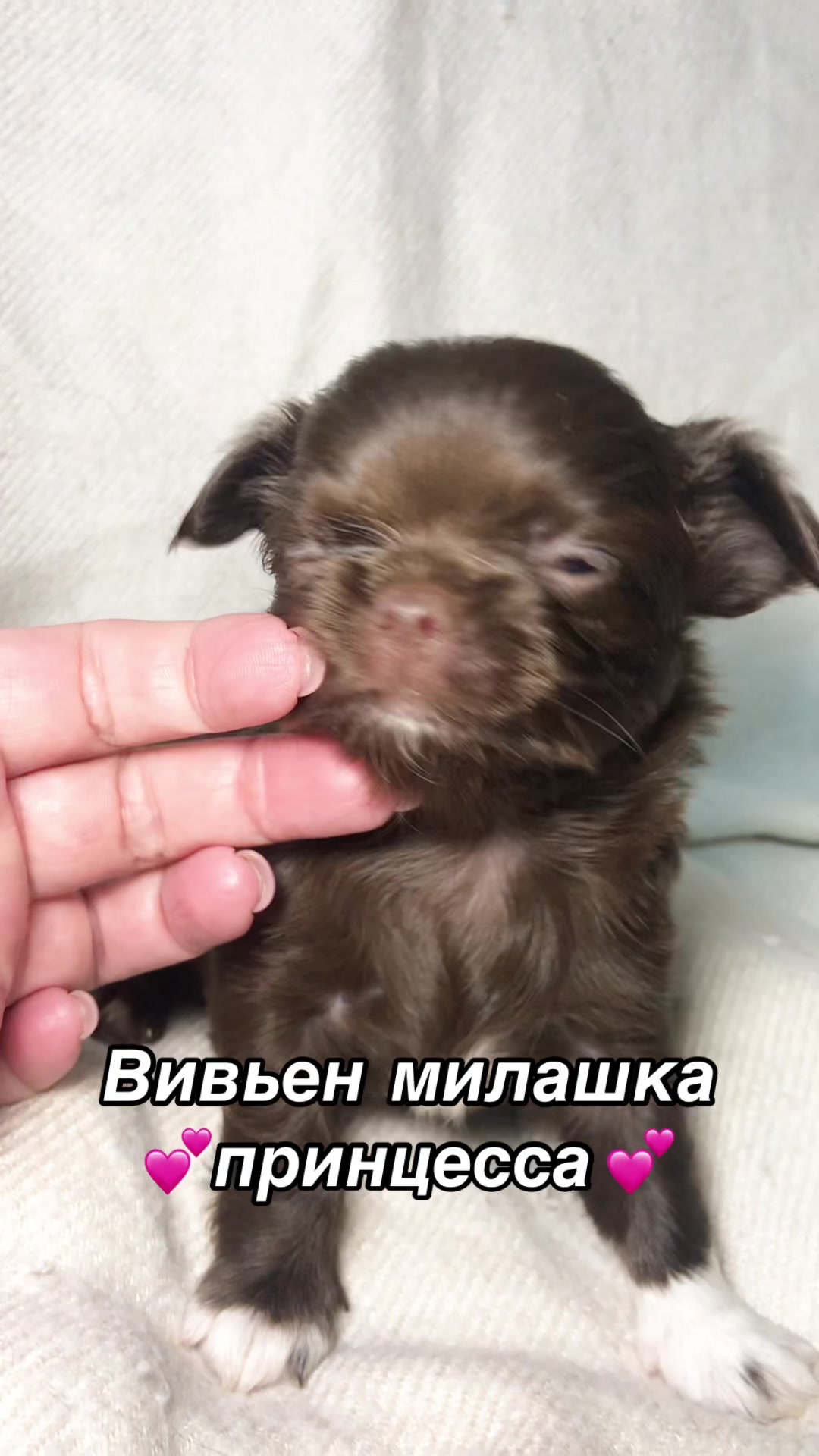 @dinastar_susan