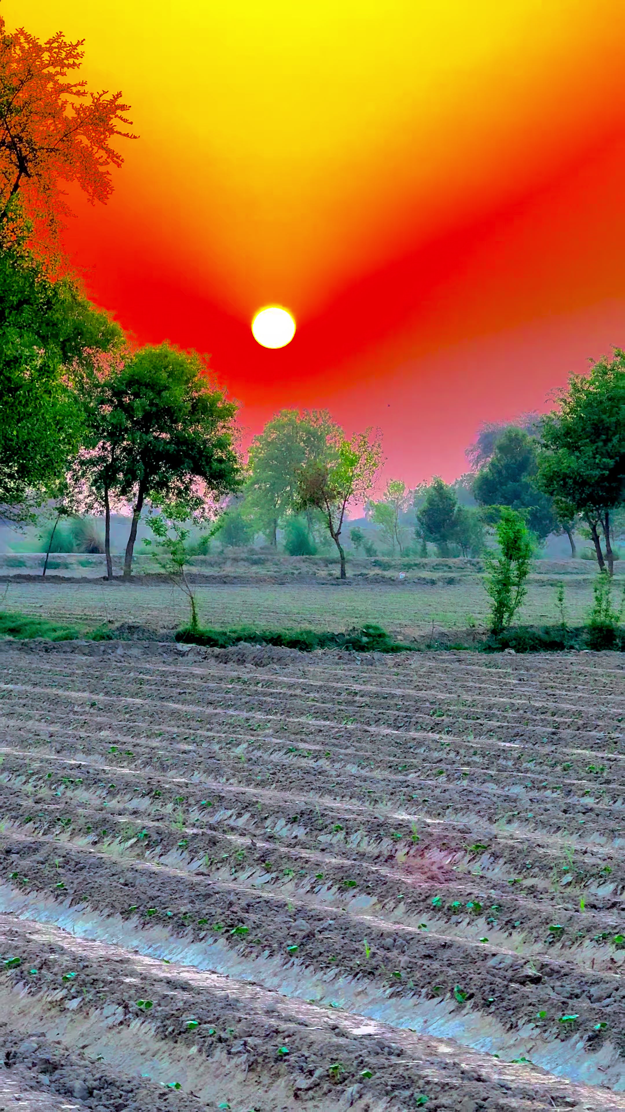 @🌾میں۔ میرا۔ پنڈ🎋