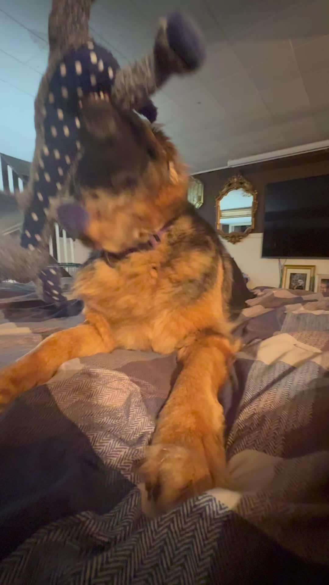 @ksdoggos