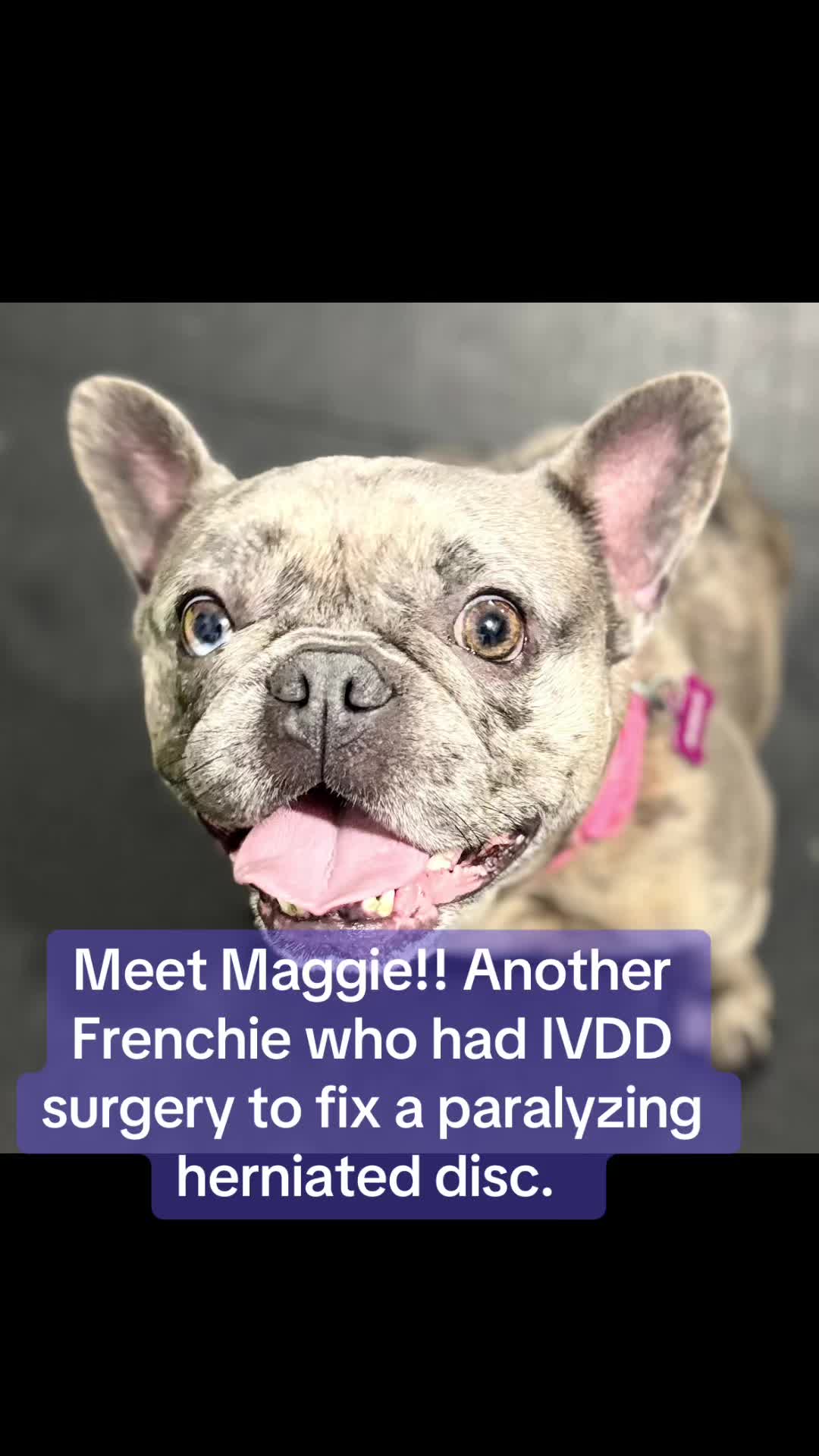 @dogmom76