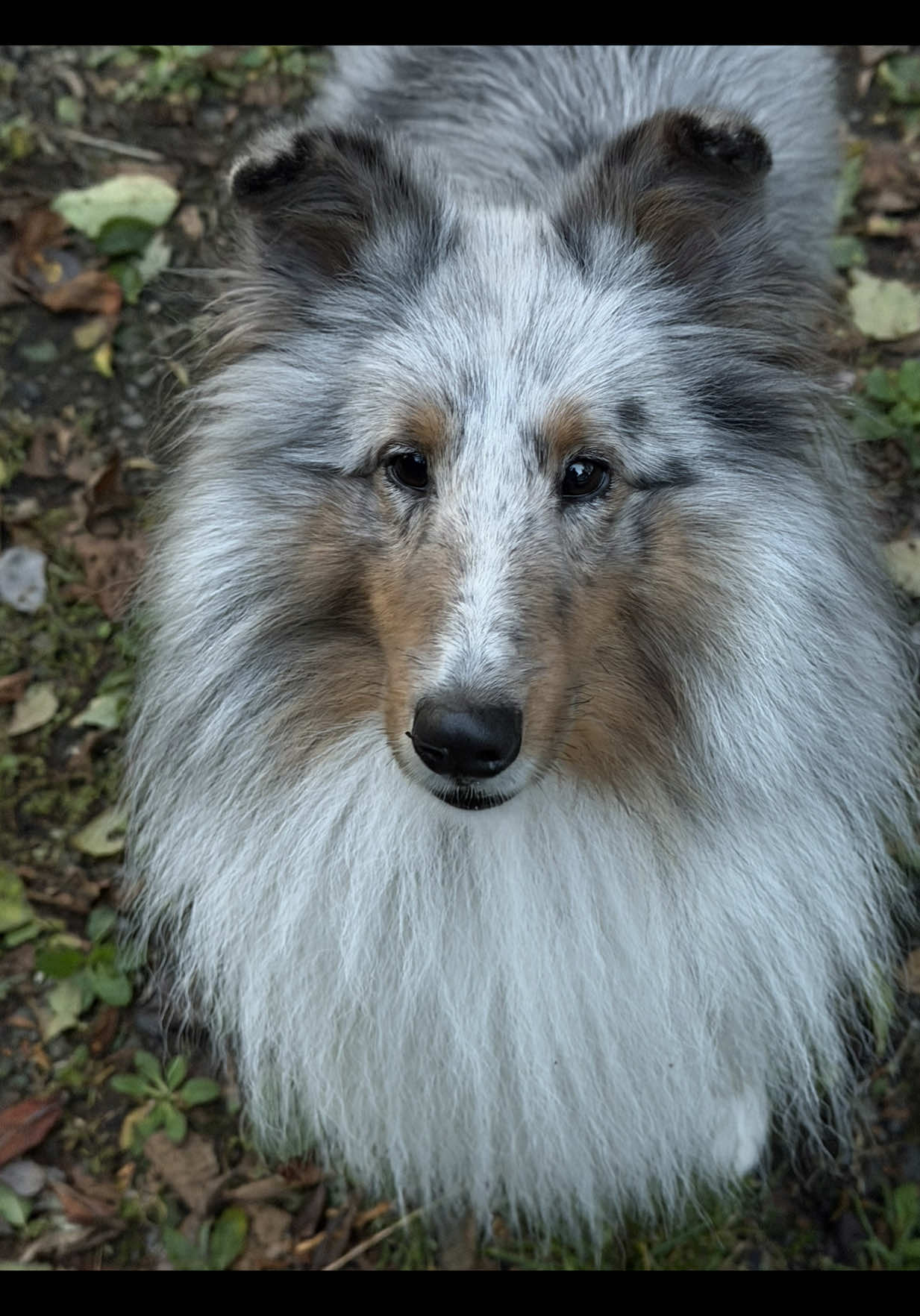 @Heather Discovery Canine Adv.