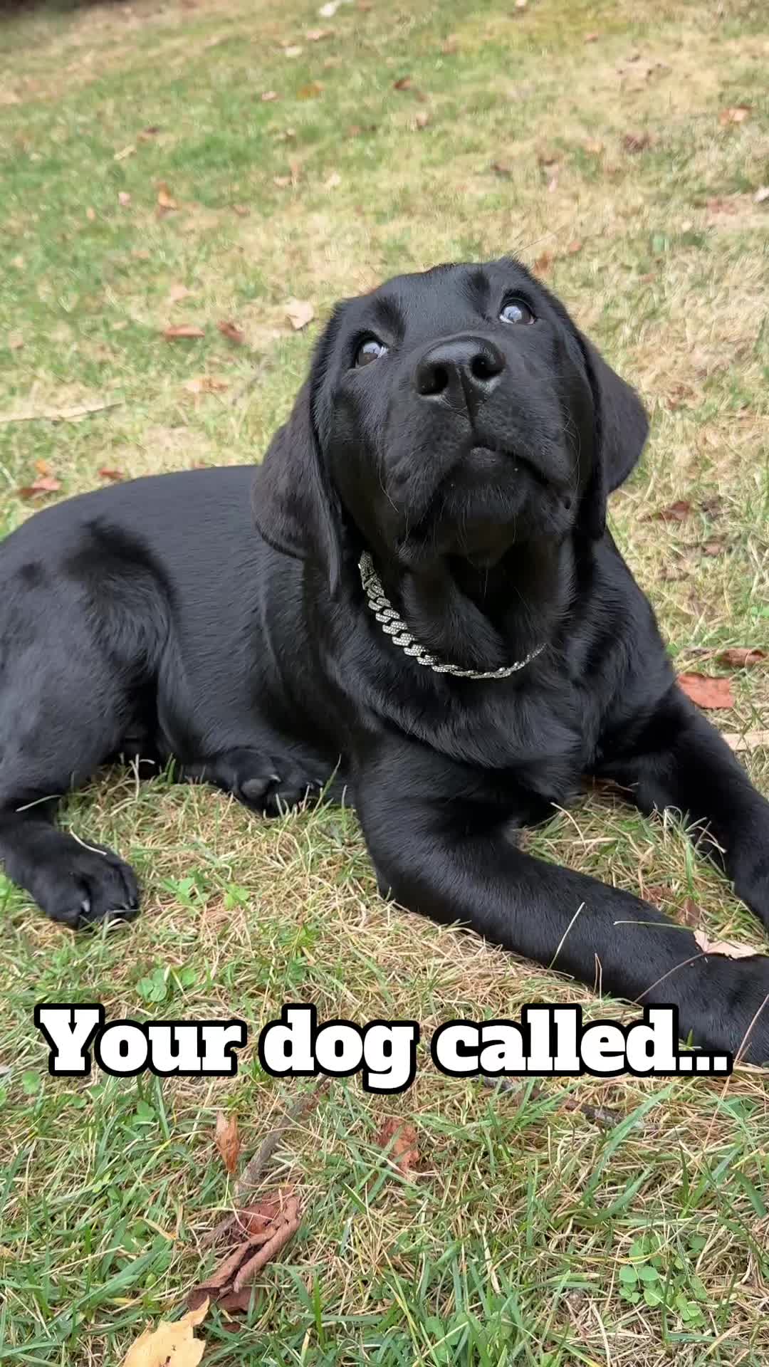 @DennisTheBlackLab