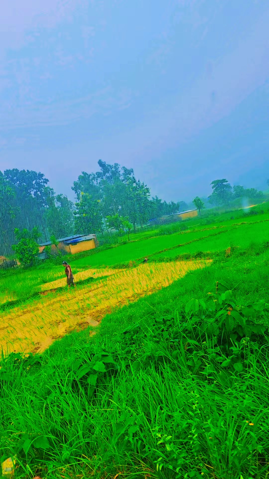 @Barsha tharu