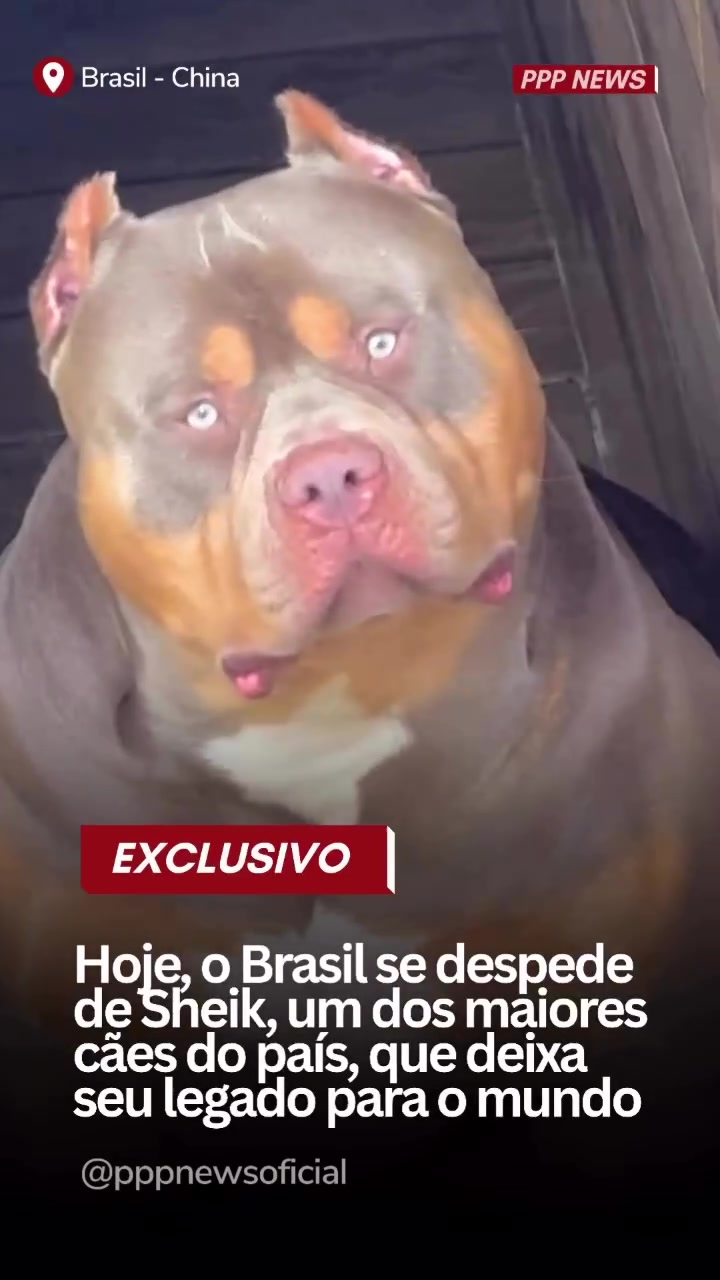 @PITBULL PLANET