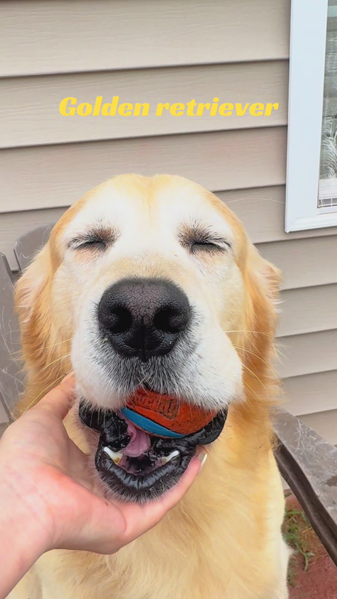 @Thebestgoldenlife
