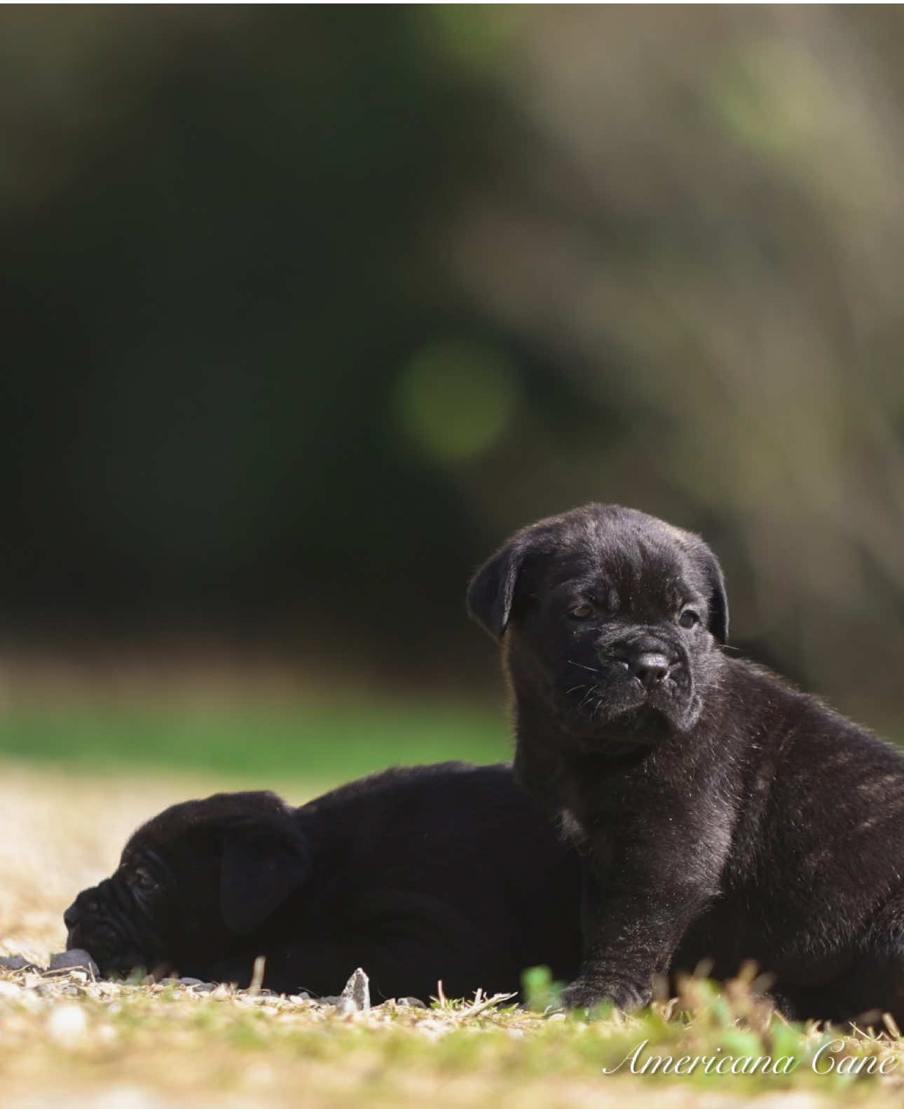 @americana_kennels
