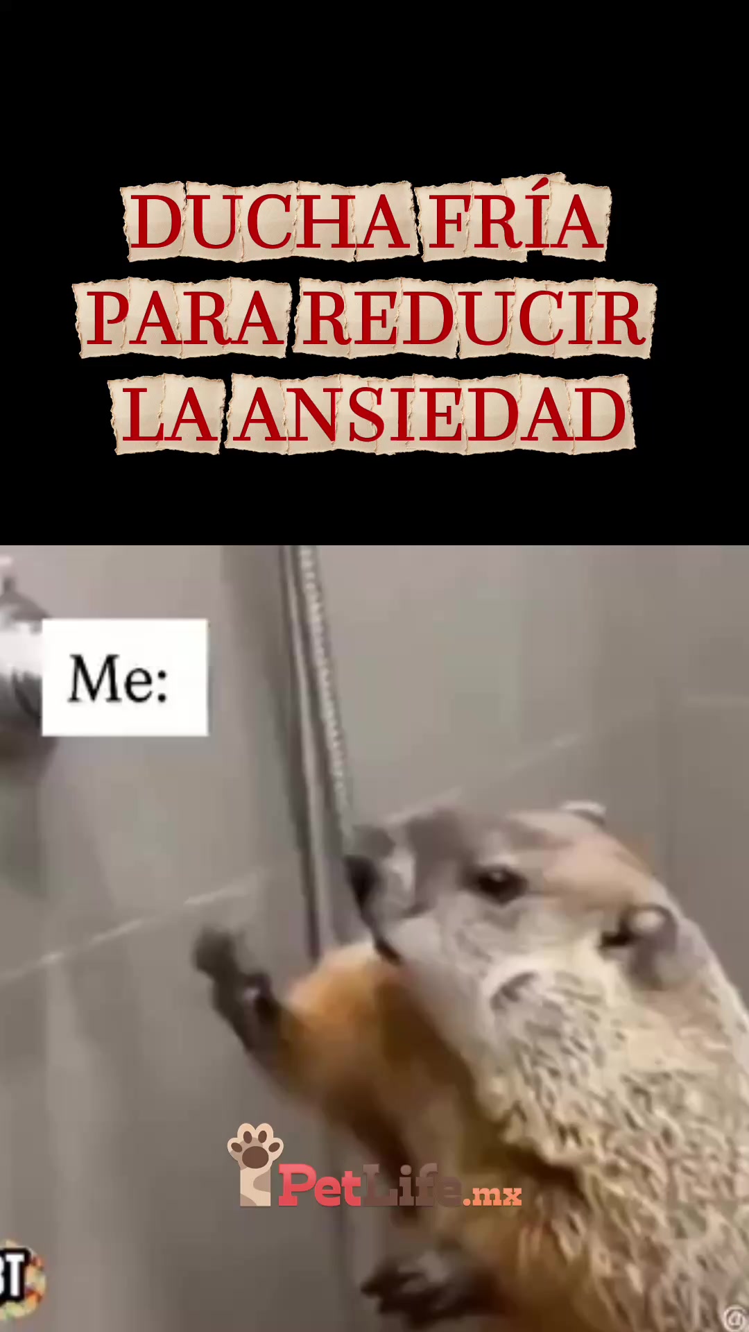 @Petlife
