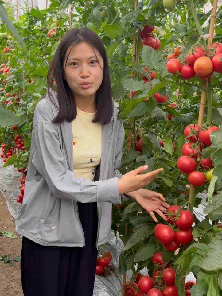 @taisan