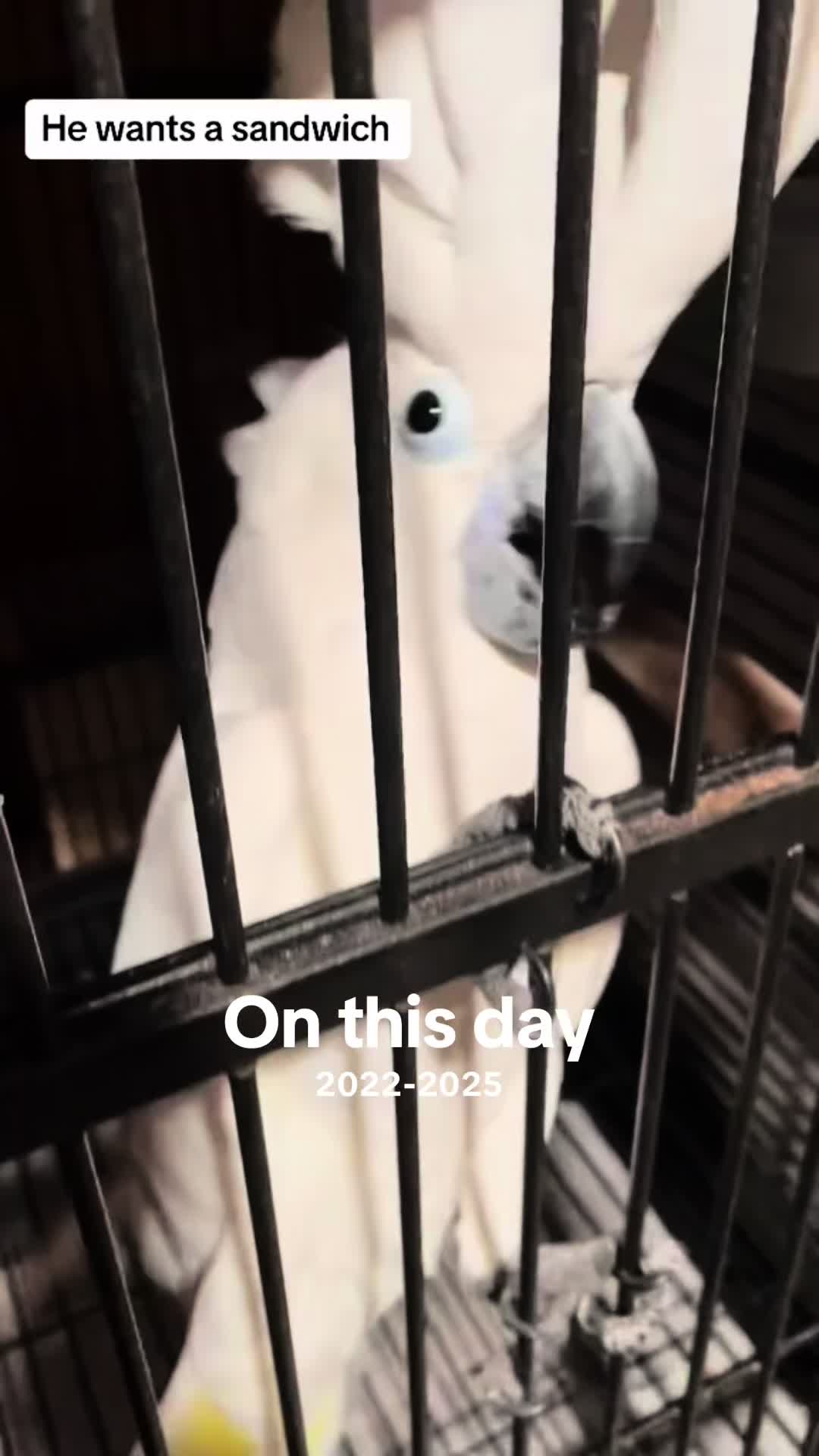 @Buster the cockatoo