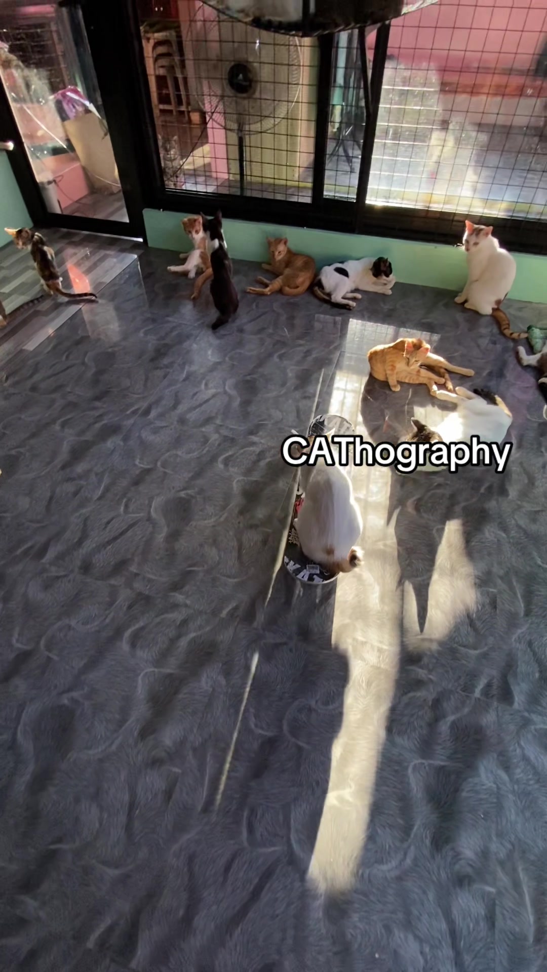 @CAThography