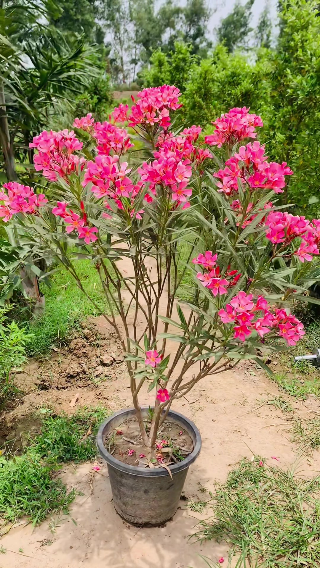 @روز پلانٹ نرسر ی فارم پتوکی