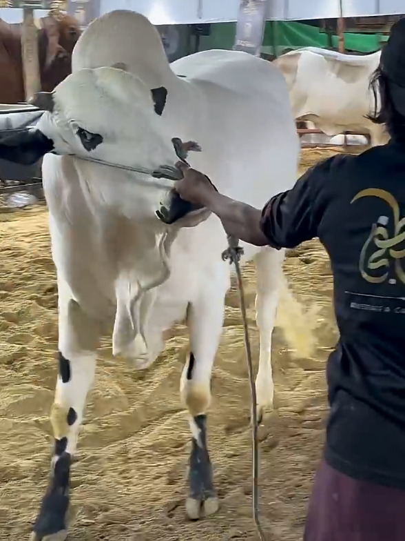 @Karachi Bull lovers