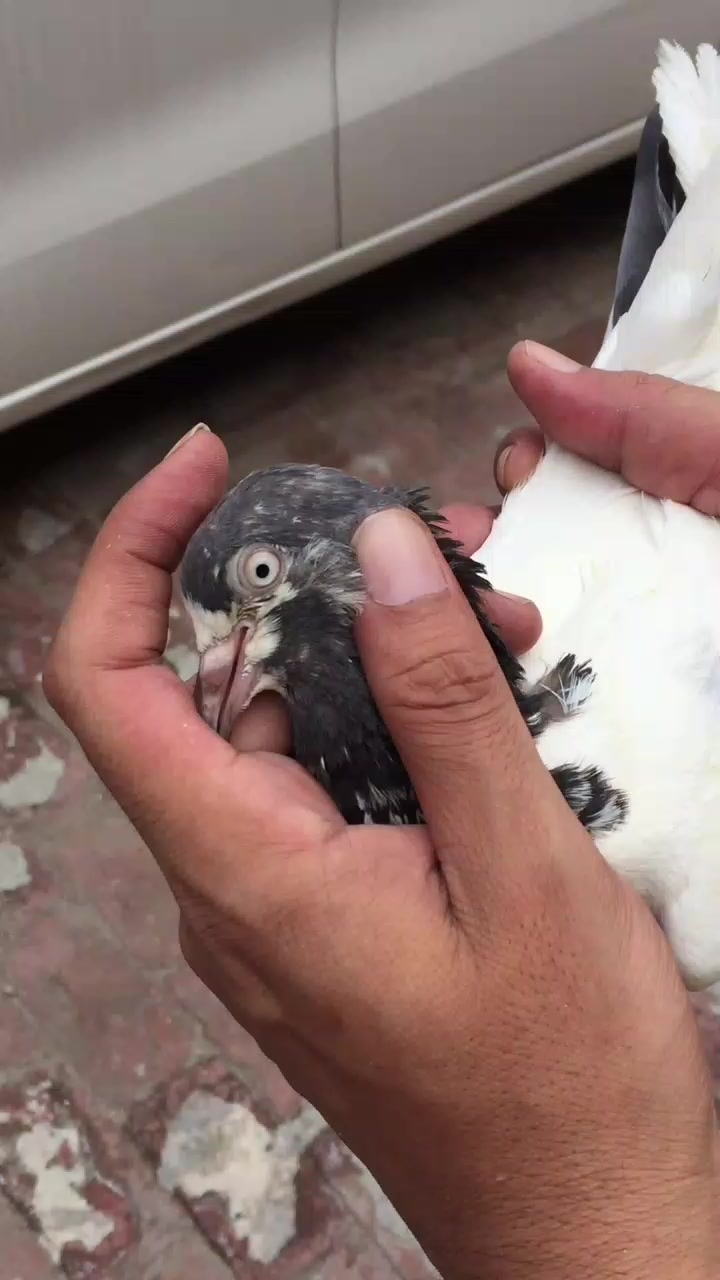 @Gujjar🦅