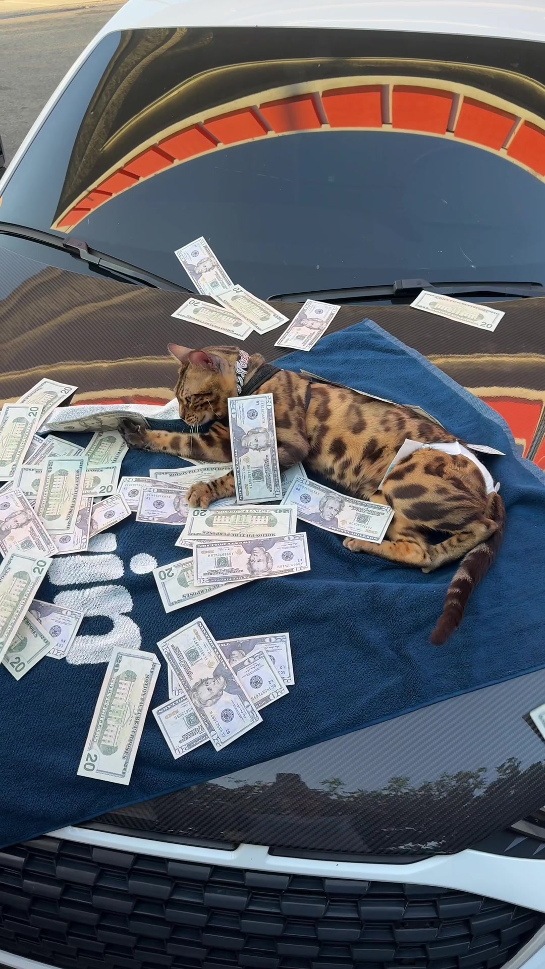 @Bengal Cats