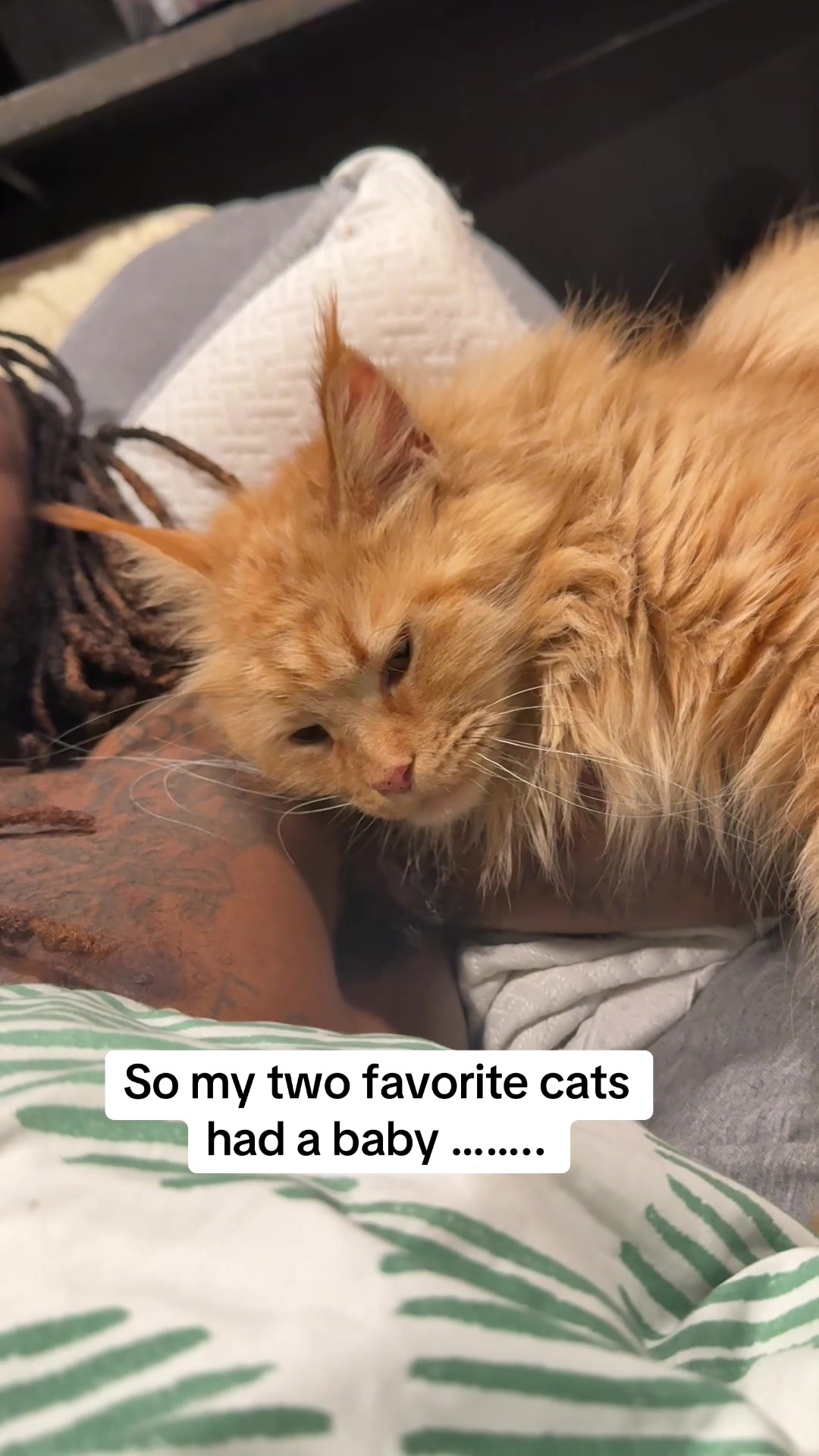 @Tycoon_Mainecoons