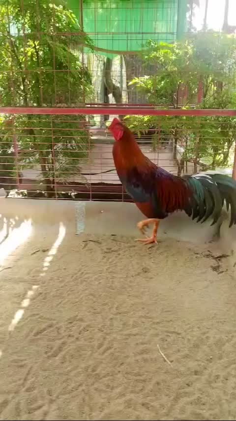 @Quốc Bảo ( baosting)