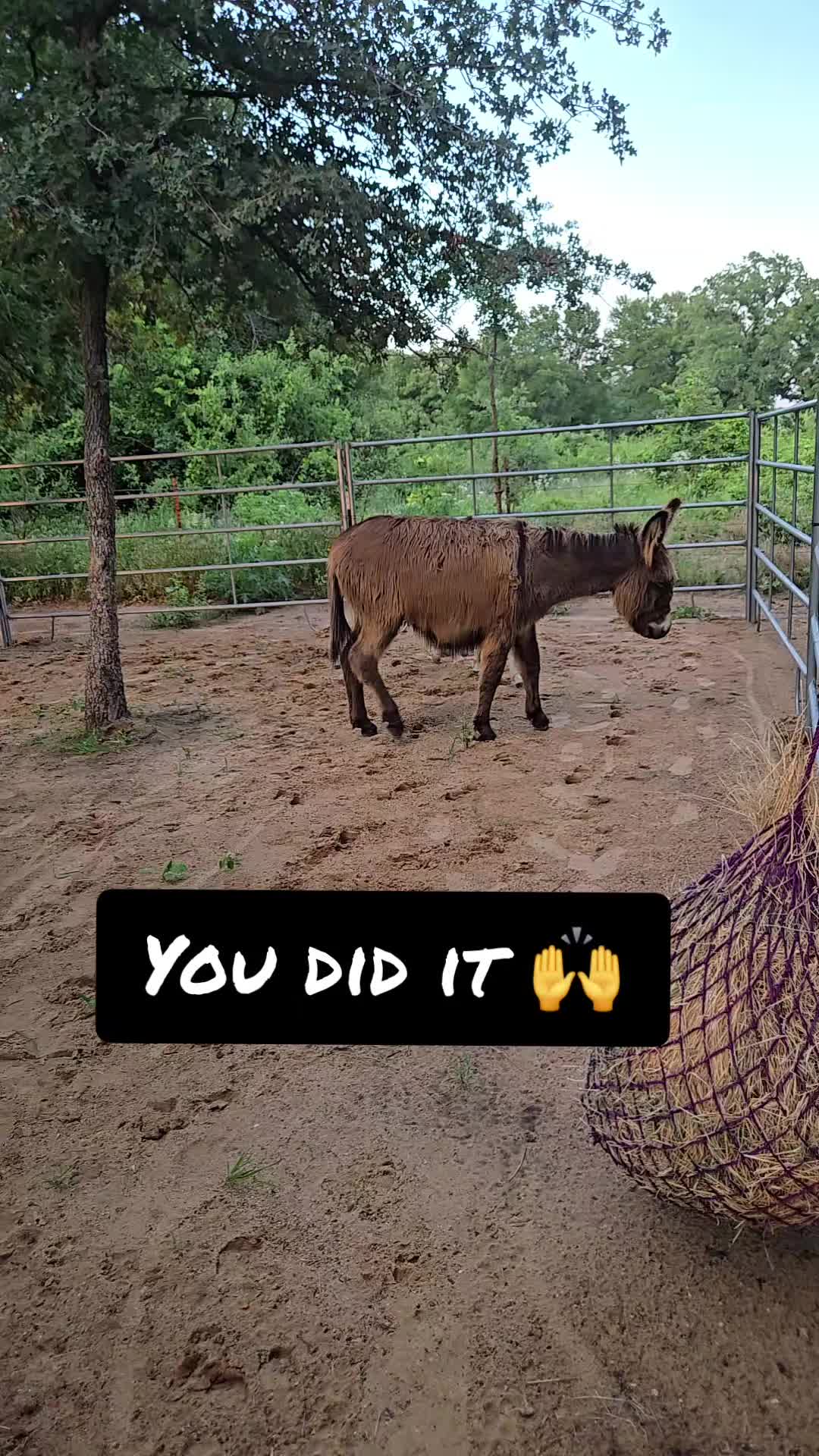 @Fonzy's Farm Rehab & Sanctuary
