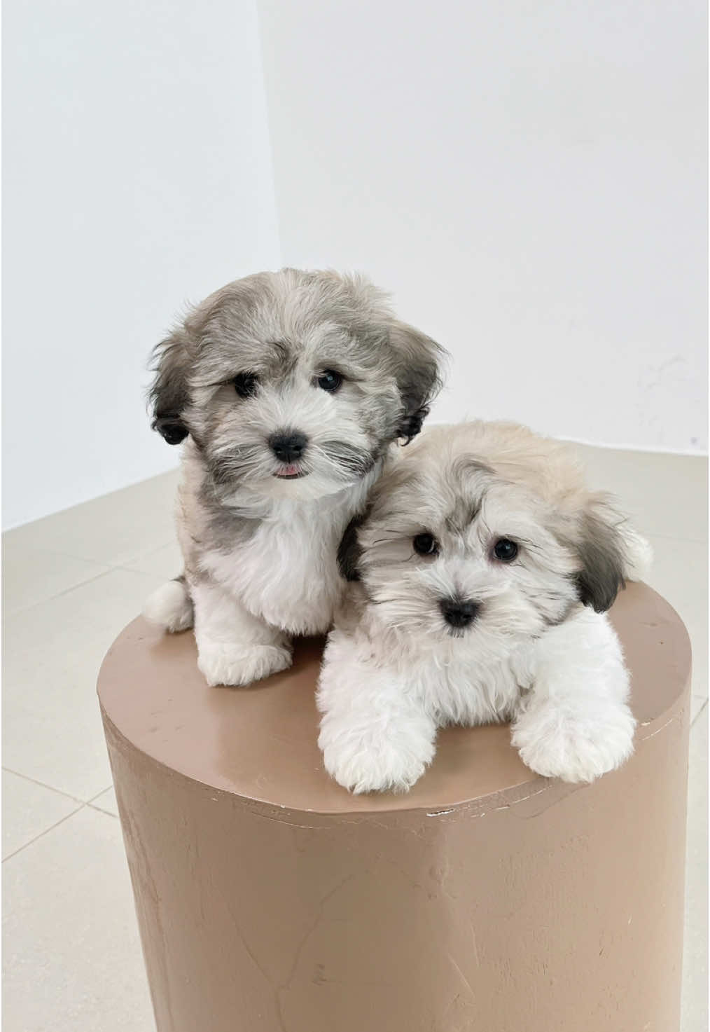 @Monseri Puppy
