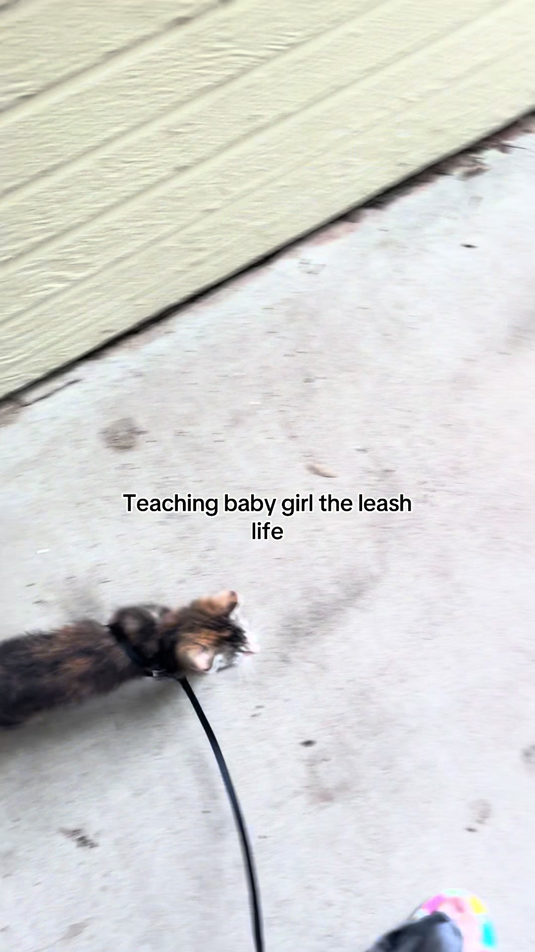 @Houseofpets