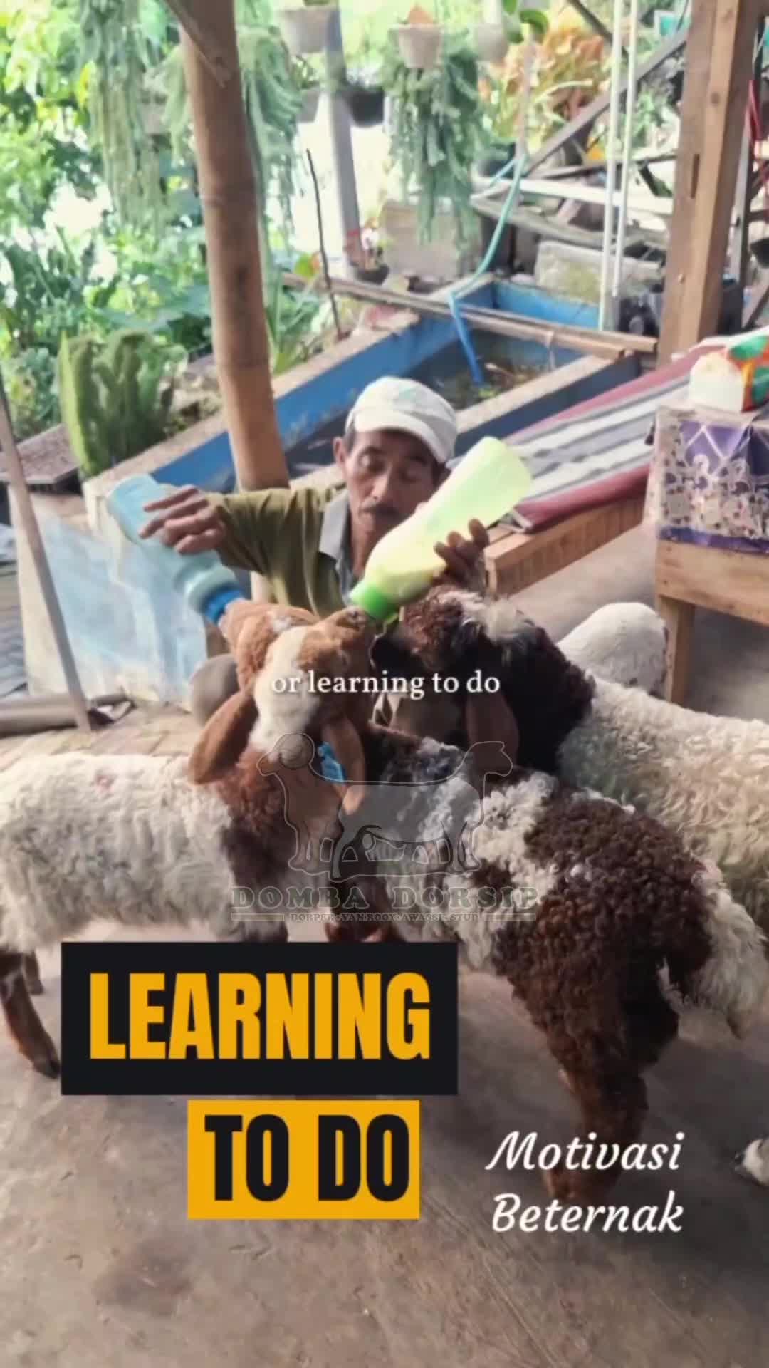 @Kambing Burja Official