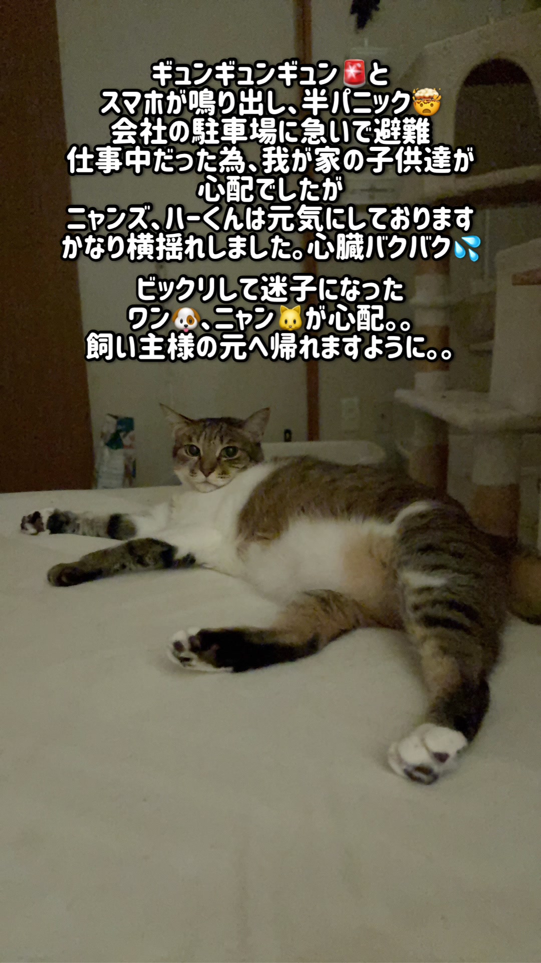 @ねこぷにもふ|ホワイトシェパードのハクちゃん