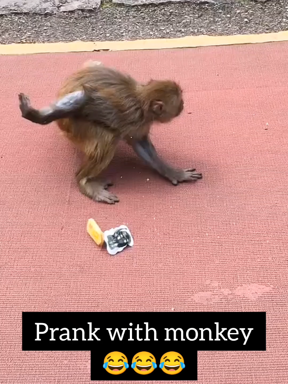 @Daily Monkey Fun