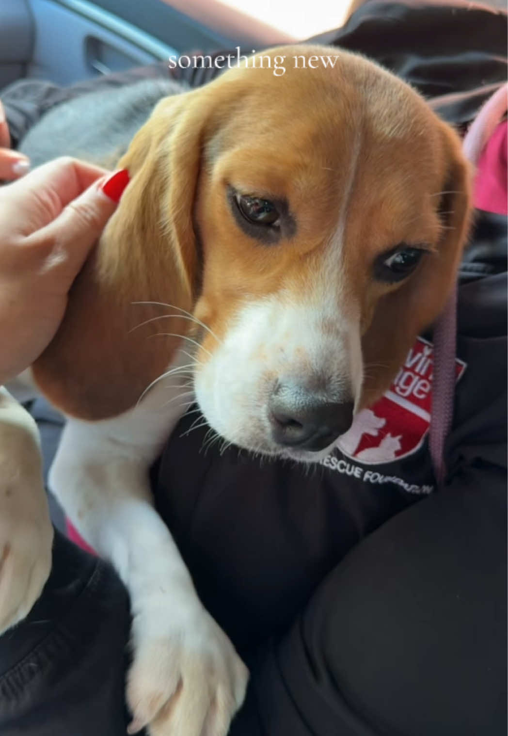 @Rare the Rescue 🐶🐾💕